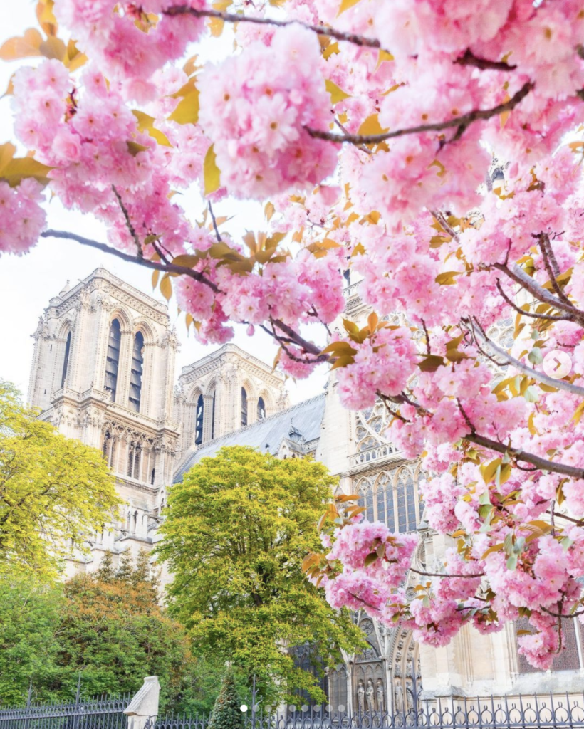 Notre Dame de Paris, cerisiers, fleurs, rose, cathédrale, photos, monument, wedding, se marier à Paris au printemps