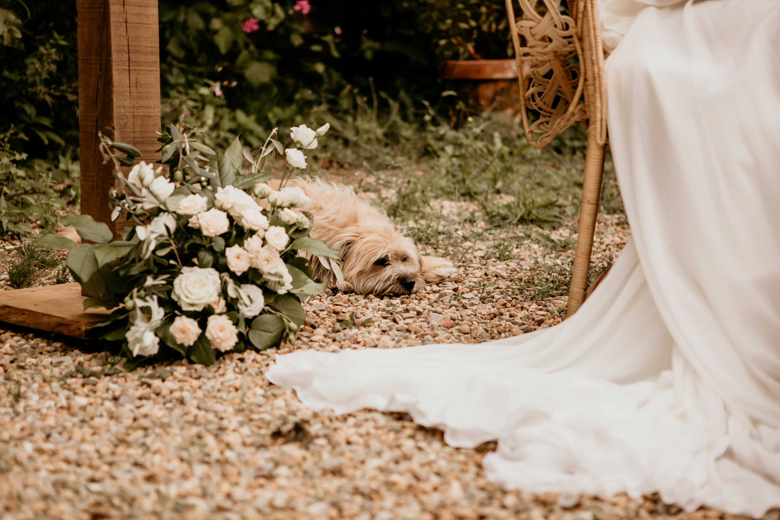 bouquet de mariée, chien, robe mariée, cérémonie laïque, animal de compagnie 