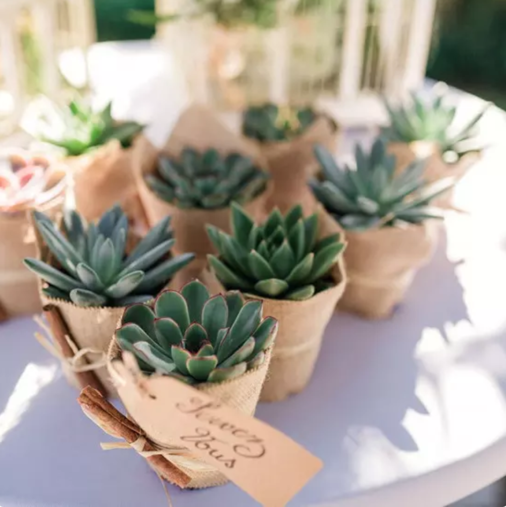 plantes grasses à offrir mariage invités