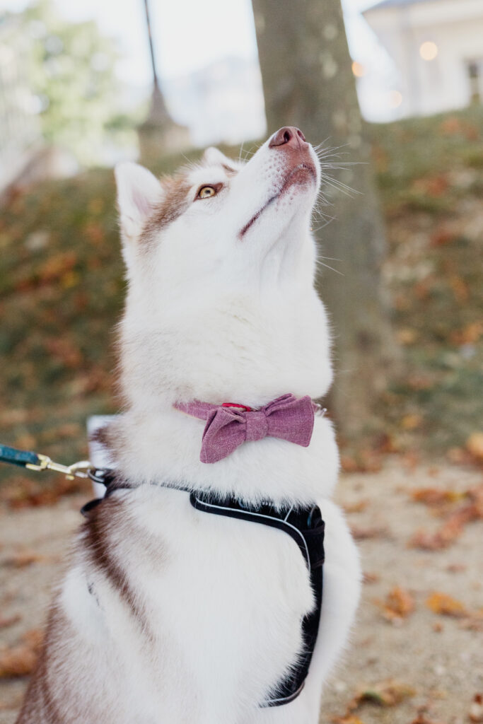 Chien de compagnie, Animaux de compagnie, mariage chien sur un mariage