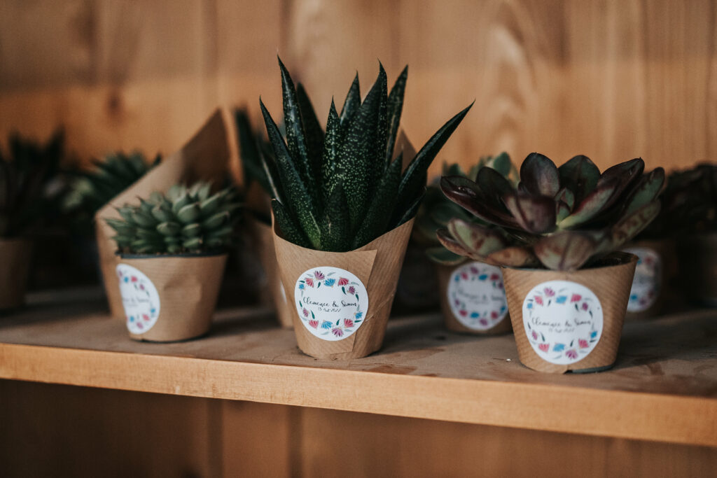mariage éco-responsable à Montréal, cactus, cadeaux invités