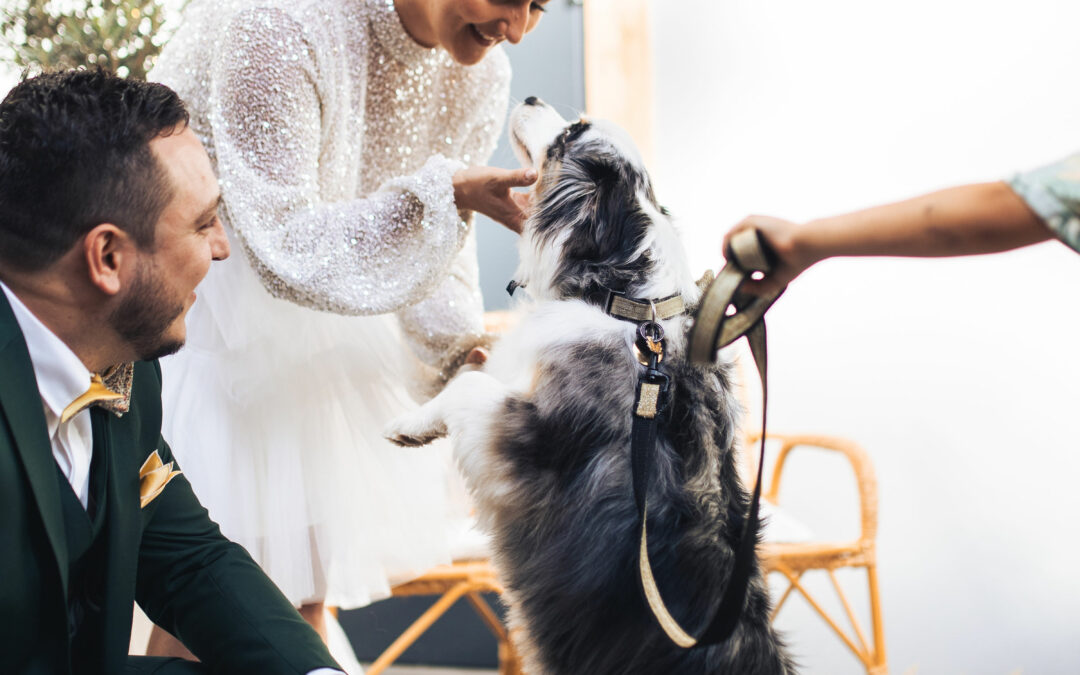 Votre animal de compagnie à votre mariage c’est possible !